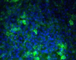 Invitrogen SSEA1 Monoclonal Antibody (MC-480) 100 &mu;g; Unconjugated:Antibodies,