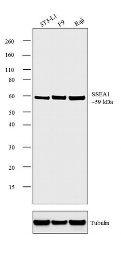 Invitrogen SSEA1 Monoclonal Antibody (MC-480) 100 &mu;g; Unconjugated:Antibodies,