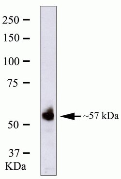 Invitrogen RUNX2 Monoclonal Antibody (ZR002) 100 &mu;g; Unconjugated:Antibodies,