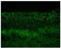 Invitrogen Connexin 45 Monoclonal Antibody (ZC014) 100 &mu;g; Unconjugated:Antibodies,