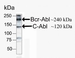 Invitrogen c-Abl Monoclonal Antibody (ZC015) 100 &mu;g; Unconjugated:Antibodies,