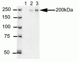 Invitrogen CEP170 Monoclonal Antibody (72-413-1) 100 &mu;g; Unconjugated:Antibodies,