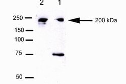 Invitrogen CEP170 Monoclonal Antibody (72-413-1) 100 &mu;g; Unconjugated:Antibodies,