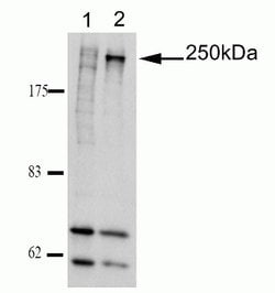 Invitrogen Ninein Monoclonal Antibody (79.160-7) 100 &mu;g; Unconjugated:Antibodies,