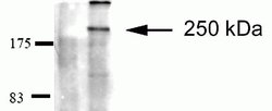 Invitrogen Ninein Monoclonal Antibody (79.160-7) 100 &mu;g; Unconjugated:Antibodies,