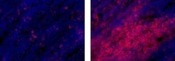 Invitrogen CD8a Monoclonal Antibody (53-6.7), eFluor 615, eBioscience 100