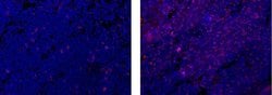 Invitrogen FOXP3 Monoclonal Antibody (FJK-16s), eFluor 615, eBioscience