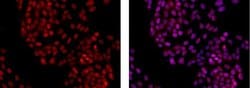 Invitrogen PCNA Monoclonal Antibody (PC10 (3F81)), eFluor 615, eBioscience