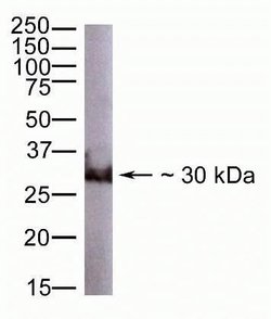 Invitrogen GDF15 Polyclonal Antibody 100 &mu;g; Unconjugated:Antibodies,