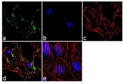 Invitrogen Raptor Polyclonal Antibody 100 &mu;g; Unconjugated:Antibodies,