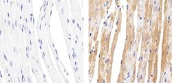 Invitrogen Connexin 37 Polyclonal Antibody 100 &mu;g | Buy Online | Invitrogen&trade; | Fisher Scientific