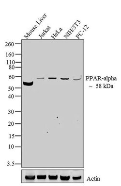 Invitrogen PPAR alpha Polyclonal Antibody 100 &mu;g; Unconjugated:Antibodies,