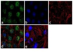 Invitrogen TBX5 Polyclonal Antibody 100 &mu;g; Unconjugated:Antibodies,