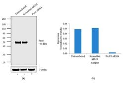 PAX6 Polyclonal Antibody, Invitrogen&trade; 100 &mu;g; Unconjugated 