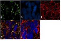 Invitrogen PODXL Monoclonal Antibody 100 &mu;g; Unconjugated:Antibodies,