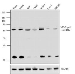 Invitrogen NFkB p65 Monoclonal Antibody (572) 100 &mu;g; Unconjugated:Antibodies,