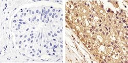 Invitrogen GAPDH Monoclonal Antibody (258) 100 &mu;g; Unconjugated:Antibodies,