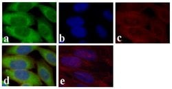 Invitrogen GAPDH Monoclonal Antibody (258) 100 &mu;g; Unconjugated:Antibodies,