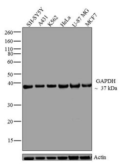 Invitrogen GAPDH Monoclonal Antibody (258) 100 &mu;g; Unconjugated:Antibodies,