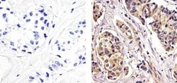 Invitrogen RelB Monoclonal Antibody (17.3) 100 &mu;g; Unconjugated:Antibodies,