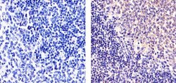 Invitrogen RelB Monoclonal Antibody (17.3) 100 &mu;g; Unconjugated:Antibodies,