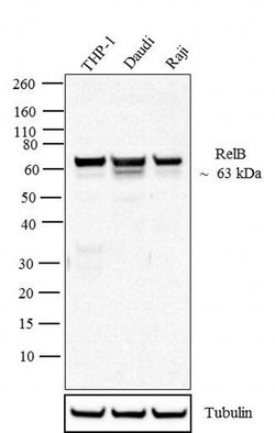 Invitrogen RelB Monoclonal Antibody (17.3) 100 &mu;g; Unconjugated:Antibodies,