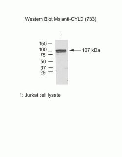 Invitrogen CYLD Monoclonal Antibody (733) 100 &mu;g; Unconjugated:Antibodies,