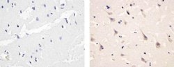 Invitrogen Phospho-PDGFRA (Tyr754) Polyclonal Antibody 100 &mu;L; Unconjugated:Antibodies,
