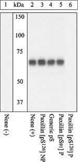 Invitrogen Phospho-Paxillin (Ser126) Polyclonal Antibody 100 &mu;L; Unconjugated:Antibodies,
