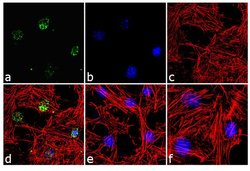 Invitrogen Phospho-Paxillin (Ser126) Polyclonal Antibody 100 &mu;L; Unconjugated:Antibodies,