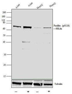 Invitrogen Phospho-Paxillin (Ser126) Polyclonal Antibody 100 &mu;L; Unconjugated:Antibodies,
