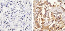 Invitrogen Phospho-Paxillin (Ser126) Polyclonal Antibody 100 &mu;L; Unconjugated:Antibodies,
