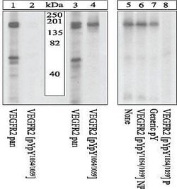 Invitrogen Phospho-VEGF Receptor 2 (Tyr1054, Tyr1059) Polyclonal Antibody