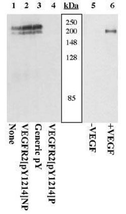 Invitrogen Phospho-VEGF Receptor 2 (Tyr1214) Polyclonal Antibody 100 &mu;L;