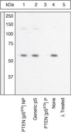 Invitrogen Phospho-PTEN (Ser370) Polyclonal Antibody 100 &mu;L; Unconjugated:Antibodies,