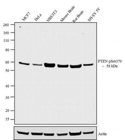 Invitrogen Phospho-PTEN (Ser370) Polyclonal Antibody 100 &mu;L; Unconjugated:Antibodies,
