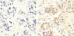 Invitrogen Phospho-PTEN (Ser370) Polyclonal Antibody 100 &mu;L; Unconjugated:Antibodies,