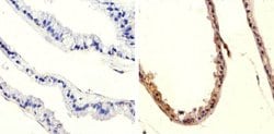 Invitrogen Phospho-PTEN (Ser370) Polyclonal Antibody 100 &mu;L; Unconjugated:Antibodies,