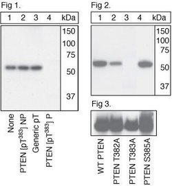 Invitrogen Phospho-PTEN (Thr383) Polyclonal Antibody 100 &mu;L | Buy Online | Invitrogen&trade; | Fisher Scientific