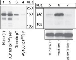 Invitrogen Phospho-AS160 (Thr642) Polyclonal Antibody 100 &mu;L; Unconjugated:Antibodies,