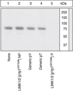 Invitrogen Phospho-LIMK1 (Tyr507, Thr508) Polyclonal Antibody 100 &mu;L | Buy Online | Invitrogen&trade; | Fisher Scientific