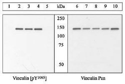 Invitrogen Phospho-Vinculin (Tyr1065) Polyclonal Antibody 100 &mu;L; Unconjugated:Antibodies,