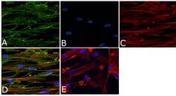 Invitrogen Phospho-Vinculin (Tyr1065) Polyclonal Antibody 100 &mu;L; Unconjugated:Antibodies,