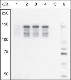 Invitrogen Phospho-MYLK (Ser1760) Polyclonal Antibody 100 &mu;L; Unconjugated:Antibodies,