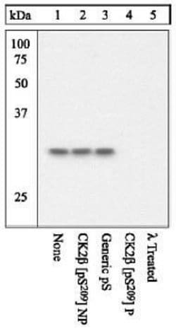 Invitrogen Phospho-CK2 beta (Ser209) Polyclonal Antibody 100 &mu;L; Unconjugated:Antibodies,