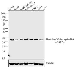 Invitrogen Phospho-CK2 beta (Ser209) Polyclonal Antibody 100 &mu;L; Unconjugated:Antibodies,