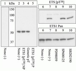 Invitrogen Phospho-ETS1 (Thr38) Polyclonal Antibody 100 &mu;L; Unconjugated:Antibodies,