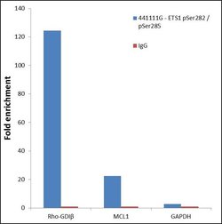 Invitrogen Phospho-ETS1 (Ser282, Ser285) Polyclonal Antibody 100 &mu;L | Buy Online | Invitrogen&trade; | Fisher Scientific