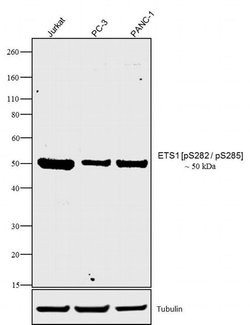 Invitrogen Phospho-ETS1 (Ser282, Ser285) Polyclonal Antibody 100 &mu;L | Buy Online | Invitrogen&trade; | Fisher Scientific