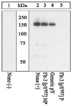 Phospho-FLT3 (Tyr955) Polyclonal Antibody, Invitrogen 100 &mu;L | Buy Online | Invitrogen | Fisher Scientific